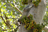 Sri Lanka Riesenhörnchen (Ratufa macroura)