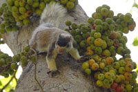 Sri Lanka Riesenhörnchen (Ratufa macroura)