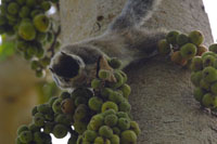 Sri Lanka Riesenhörnchen (Ratufa macroura)