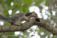 Sri Lanka Riesenhörnchen (Ratufa macroura)