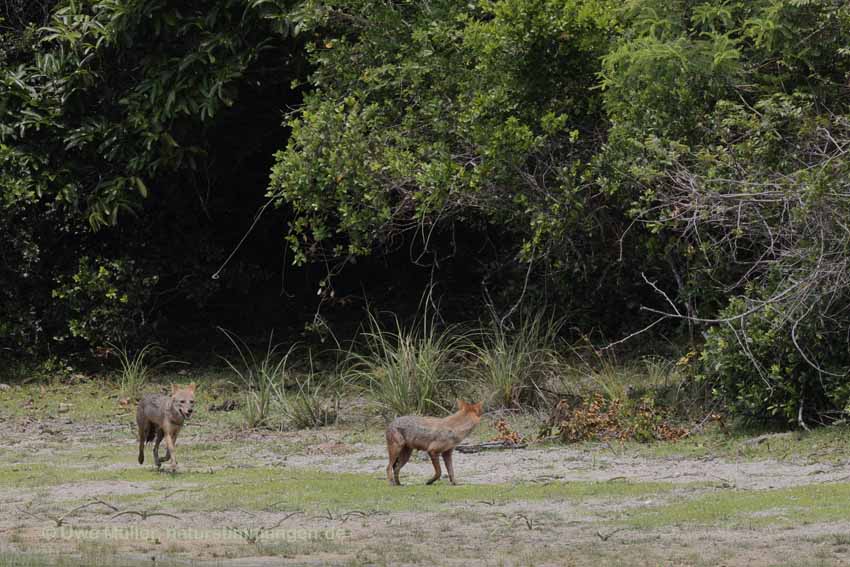 Goldschakal (Canis aureus)