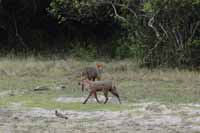 Goldschakal (Canis aureus)