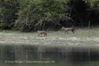 Goldschakal (Canis aureus)