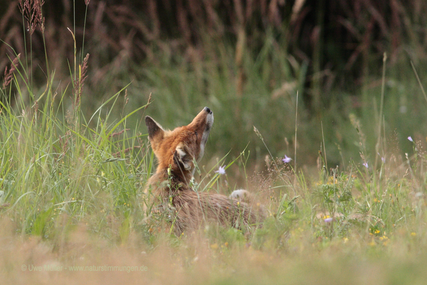 Rotfuchs (Vulpes vulpes)