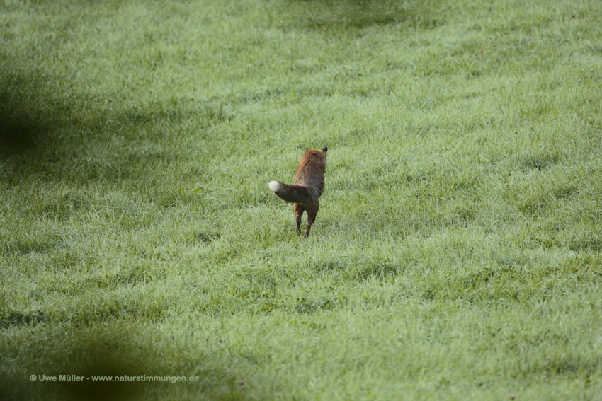 Rotfuchs (Vulpes vulpes)