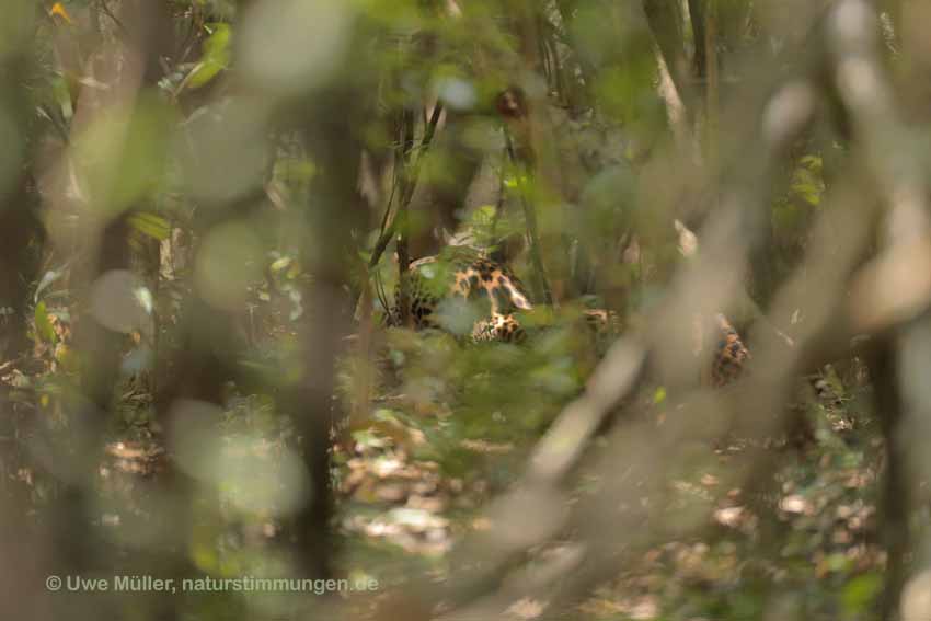 Leopard (Panthera pardus)