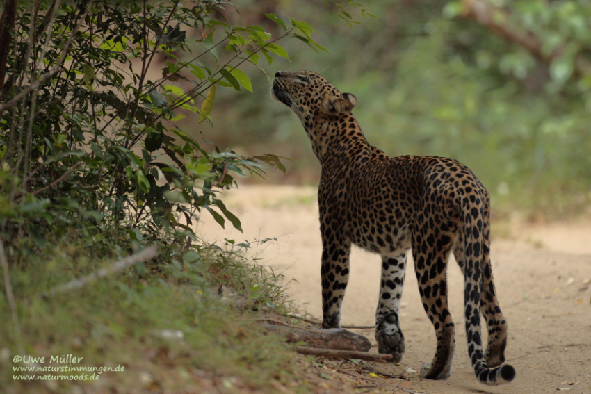 Leopard (Panthera pardus)