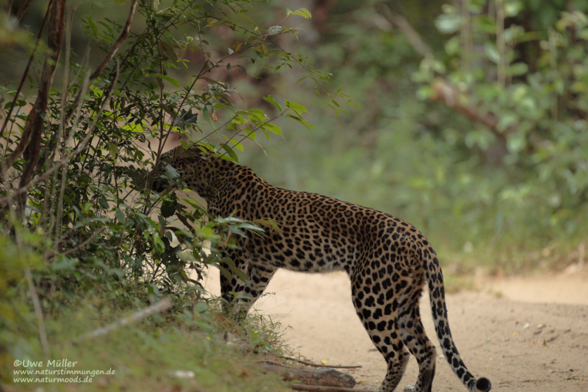 Leopard (Panthera pardus)