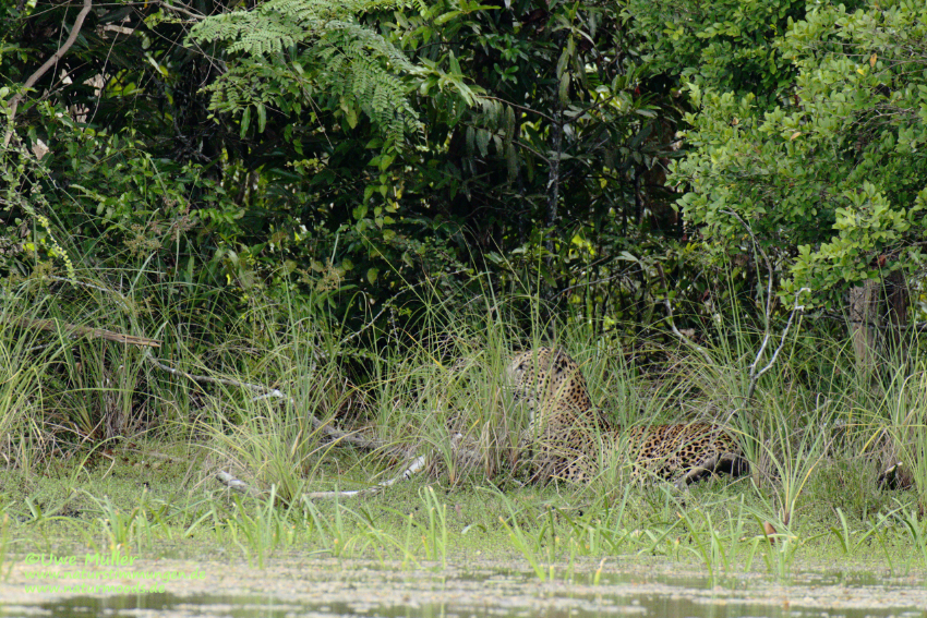 Leopard (Panthera pardus)