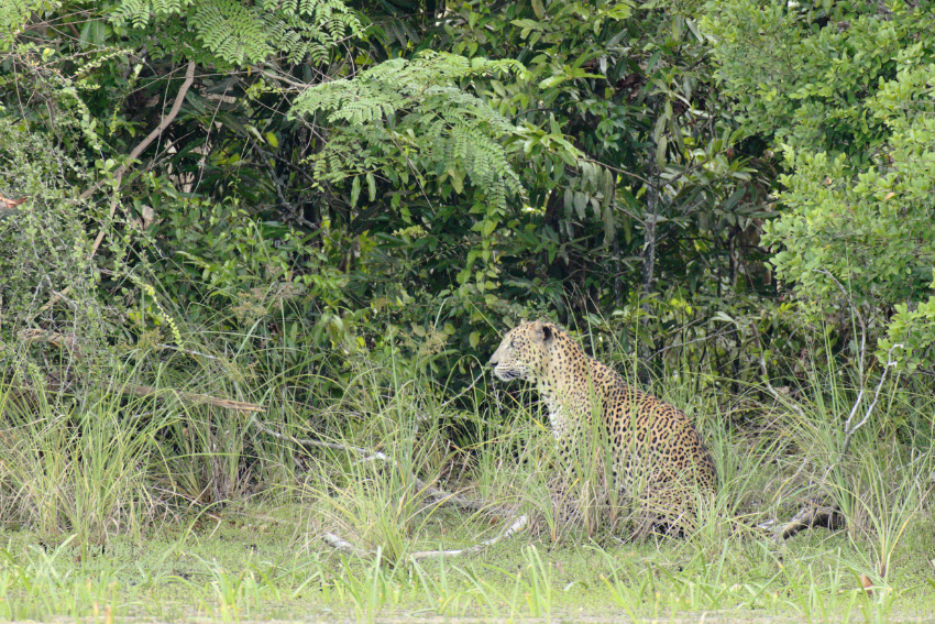 Leopard (Panthera pardus)