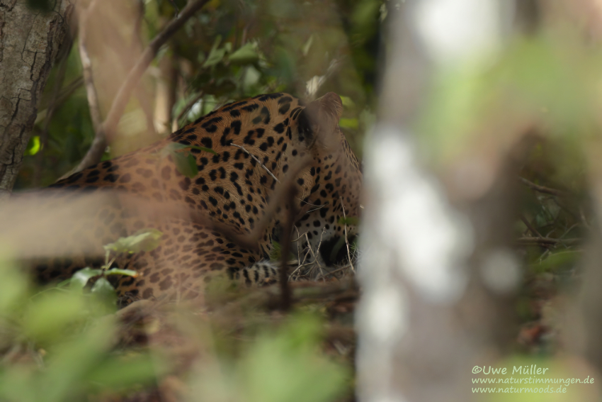 Leopard (Panthera pardus)