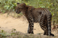 Leopard (Panthera pardus)