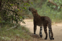 Leopard (Panthera pardus)