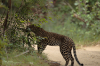 Leopard (Panthera pardus)