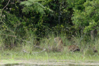 Leopard (Panthera pardus)