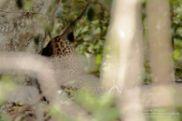 Leopard (Panthera pardus)