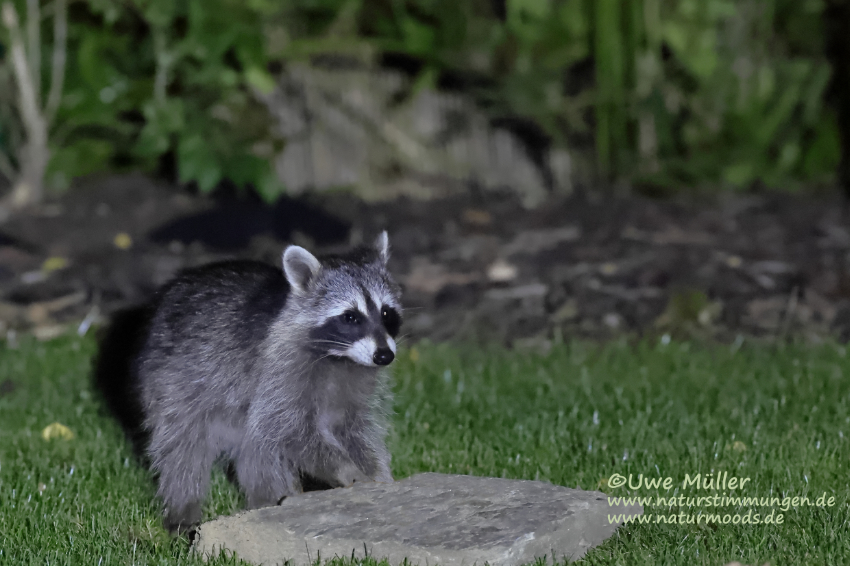 Waschbär (Procyon lotor)