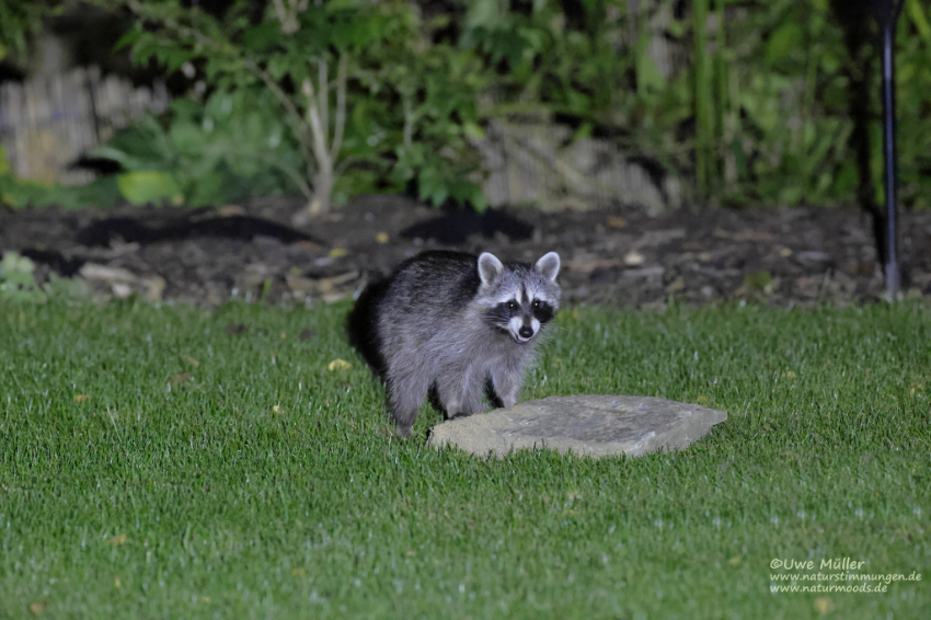 Waschbär (Procyon lotor)