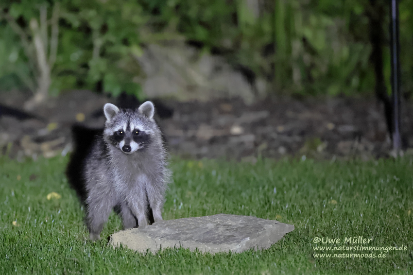 Waschbär (Procyon lotor)