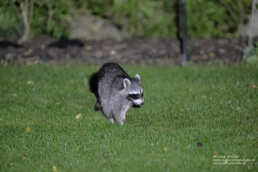 Waschbär (Procyon lotor)