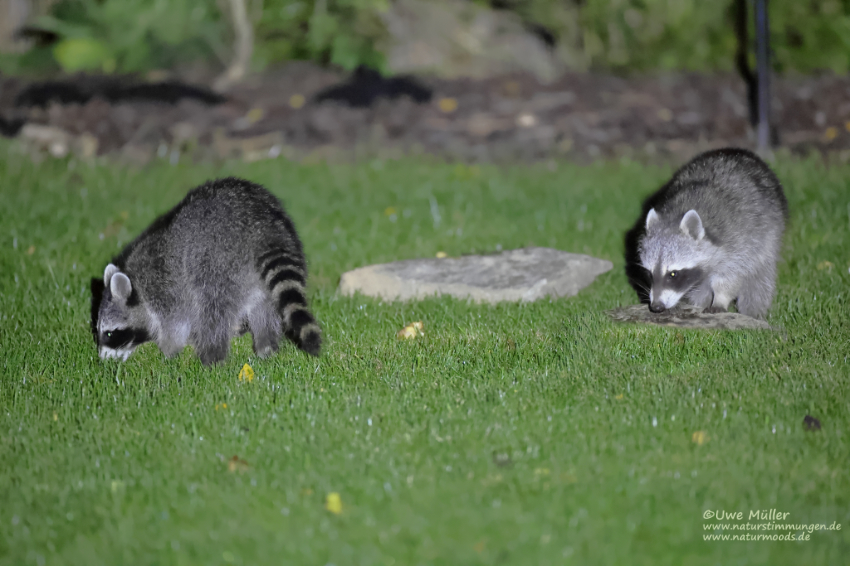 Waschbär (Procyon lotor)