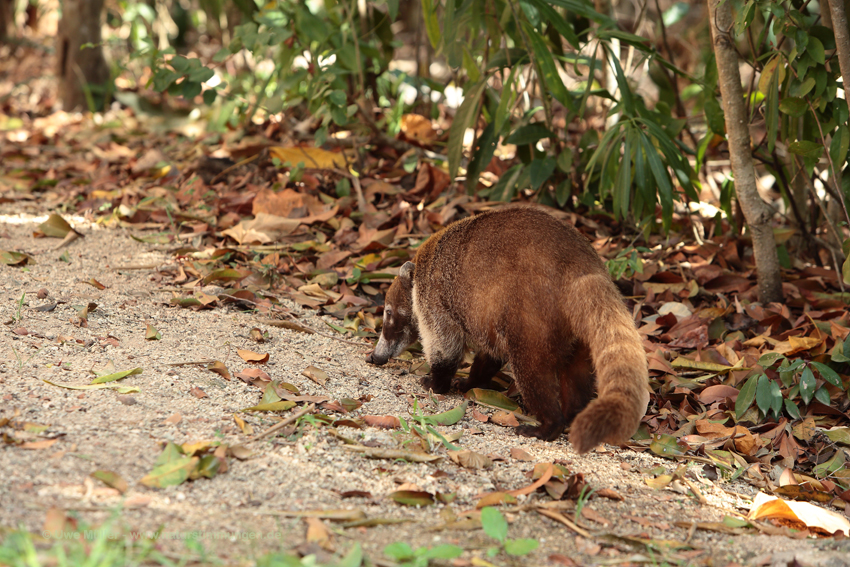 Weißrüssel-Nasenbär (Nasua narica)