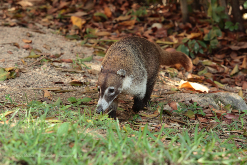 Weißrüssel-Nasenbär (Nasua narica)