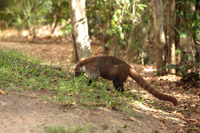 Weißrüssel-Nasenbär (Nasua narica)