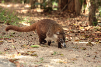 Weißrüssel-Nasenbär (Nasua narica)