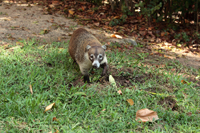 Weißrüssel-Nasenbär (Nasua narica)