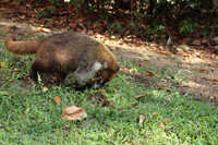 Weißrüssel-Nasenbär (Nasua narica)