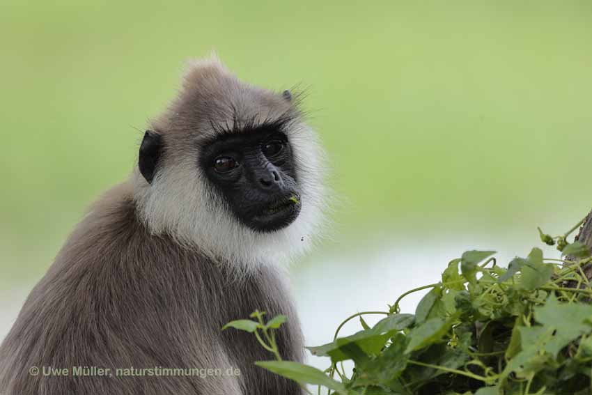 Weissbartlangur (Semnopithecus vetulus)