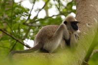 Südlicher Hanumanlangur (Semnopithecus priam)