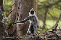 Südlicher Hanumanlangur (Semnopithecus priam)