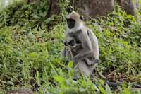 Südlicher Hanumanlangur (Semnopithecus priam)