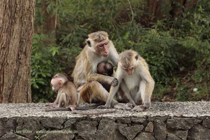 Ceylon-Hutaffe (Macaca sinica)