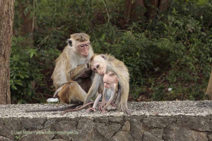 Ceylon-Hutaffe (Macaca sinica)