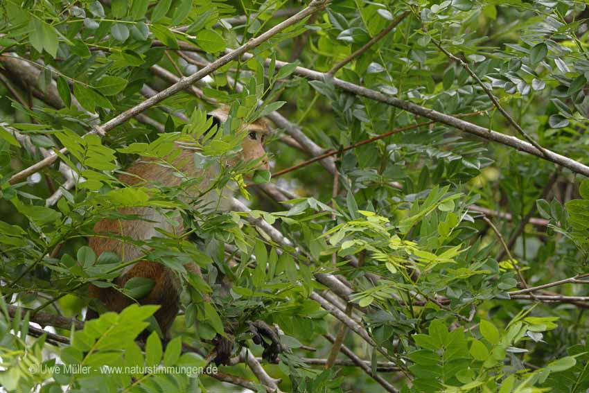 Ceylon-Hutaffe (Macaca sinica)