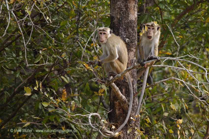 Ceylon-Hutaffe (Macaca sinica)