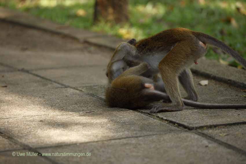 Ceylon-Hutaffe (Macaca sinica)