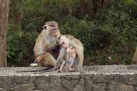 Ceylon-Hutaffe (Macaca sinica)