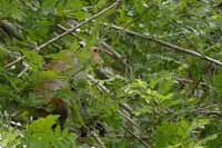 Ceylon-Hutaffe (Macaca sinica)