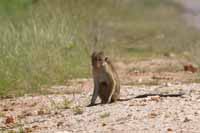 Ceylon-Hutaffe (Macaca sinica)