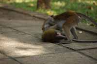 Ceylon-Hutaffe (Macaca sinica)