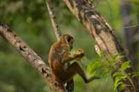 Ceylon-Hutaffe (Macaca sinica)