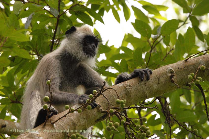 Weissbartlangur (Semnopithecus vetulus)