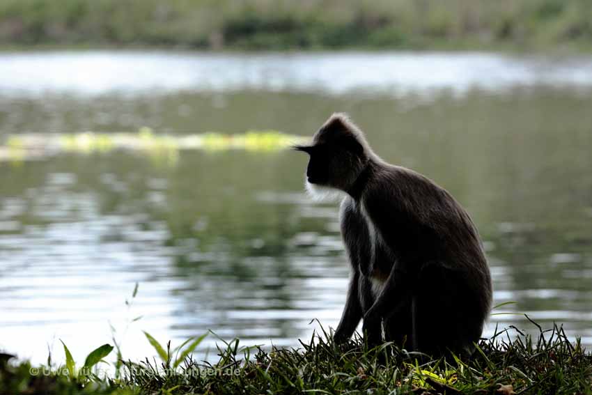 Weissbartlangur (Semnopithecus vetulus)