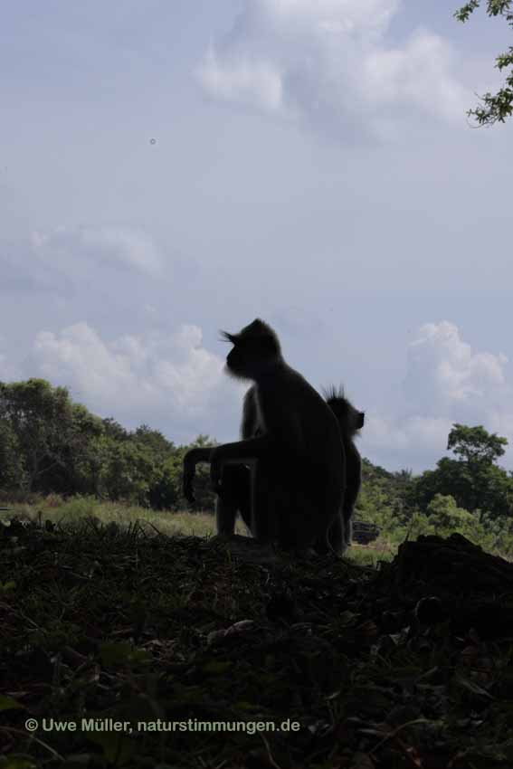 Weissbartlangur (Semnopithecus vetulus)