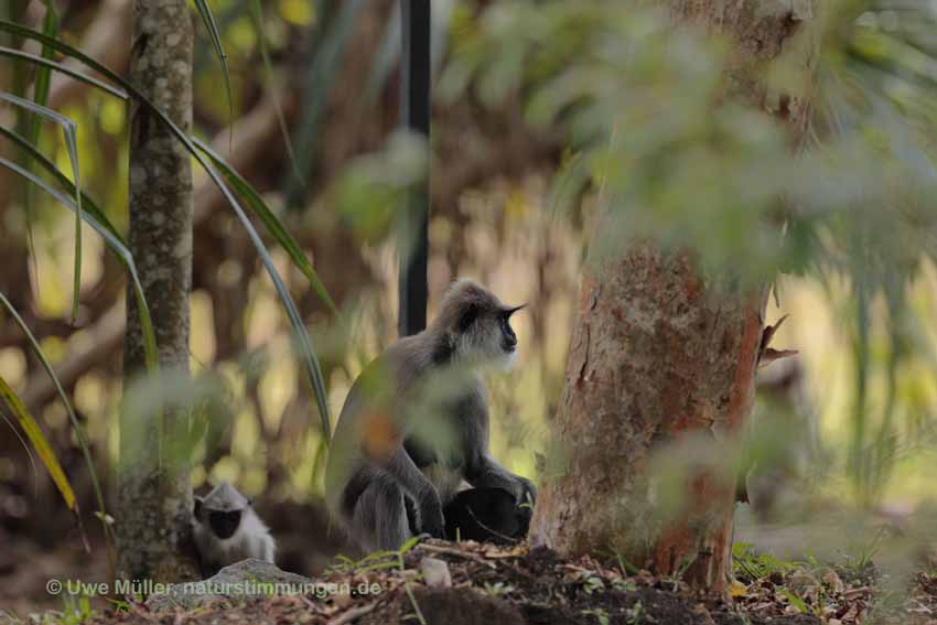 Weissbartlangur (Semnopithecus vetulus)