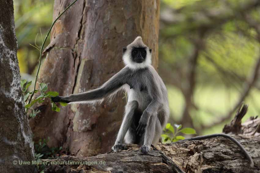 Weissbartlangur (Semnopithecus vetulus)